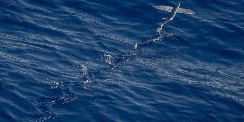 《原神》全方位进阶指南：从新手到高手的实用攻略与游戏技巧